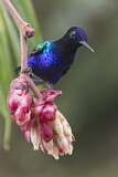 Image. Hyazinthkolibri