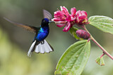 Image. Hyazinthkolibri
