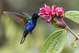Image. Hyazinthkolibri