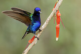 Image. Hyazinthkolibri