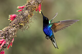Image. Hyazinthkolibri