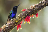 Image. Hyazinthkolibri