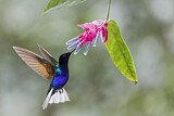 Image. Hyazinthkolibri