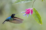 Image. Hyazinthkolibri