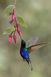 Image. Hyazinthkolibri
