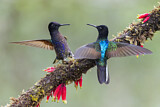 Image. Hyazinthkolibri