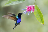 Image. Hyazinthkolibri