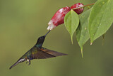Image. Hyazinthkolibri