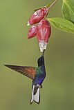 Image. Hyazinthkolibri