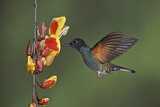 Image. Hyazinthkolibri