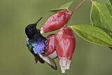 Image. Hyazinthkolibri