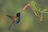 Image. Hyazinthkolibri