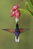 Image. Hyazinthkolibri
