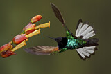 Image. Hyazinthkolibri