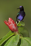 Image. Hyazinthkolibri