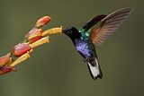 Image. Hyazinthkolibri