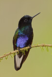 Image. Hyazinthkolibri