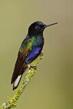Image. Hyazinthkolibri