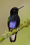 Image. Hyazinthkolibri