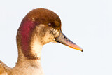 Image. Hybrid: Kolbenente x Stockente