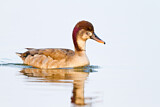 Image. Hybrid: Kolbenente x Stockente