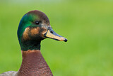 Image. Hybrid: Schnatterente x Stockente