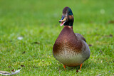 Image. Hybrid: Schnatterente x Stockente