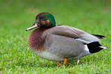 Image. Hybrid: Schnatterente x Stockente