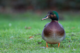 Image. Hybrid: Schnatterente x Stockente