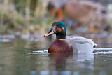 Image. Hybrid: Schnatterente x Stockente