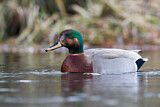 Image. Hybrid: Schnatterente x Stockente