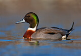 Image. Hybrid: Spießente x Stockente