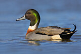 Image. Hybrid: Spießente x Stockente