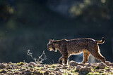 Image. Iberian Lynx