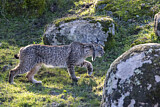 Image. Iberian Lynx