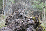 Image. Iberian Lynx