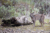 Image. Iberian Lynx