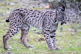 Image. Iberian Lynx