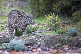 Image. Iberian Lynx
