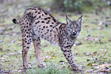 Image. Iberian Lynx