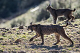 Image. Iberian Lynx