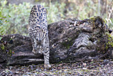 Image. Iberian Lynx