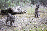 Image. Iberian Lynx