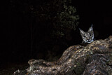 Image. Iberian Lynx