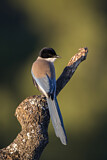 Image. Iberian Magpie