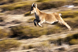 Image. Iberiensteinbock