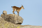 Image. Iberiensteinbock