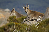 Image. Iberiensteinbock