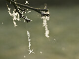 Image. Ice crystal hanging on cherry tree in winter, Brandenburg, Germany
