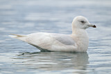 Image. Iceland Gull